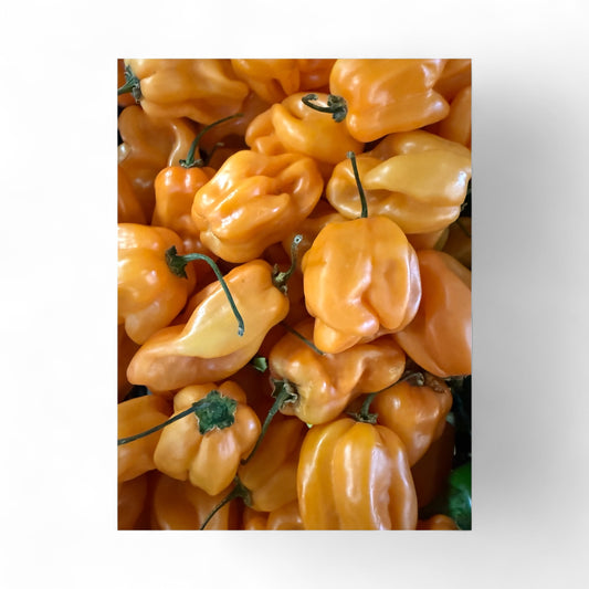 Habanero pieza